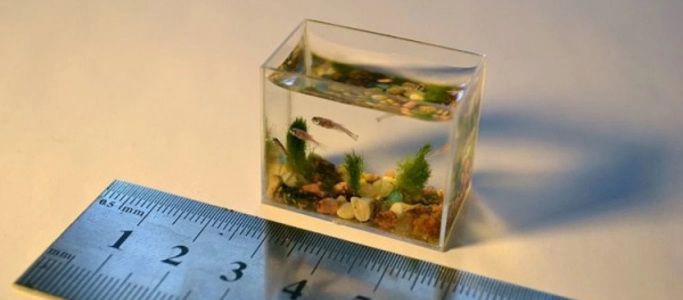 Αυτό είναι το μικρότερο ενυδρείο στον κόσμο - Μπορείς να το κρατήσεις... στη χούφτα σου (φωτο)